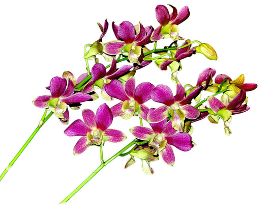 Dendrobium Ecuagenera Dream