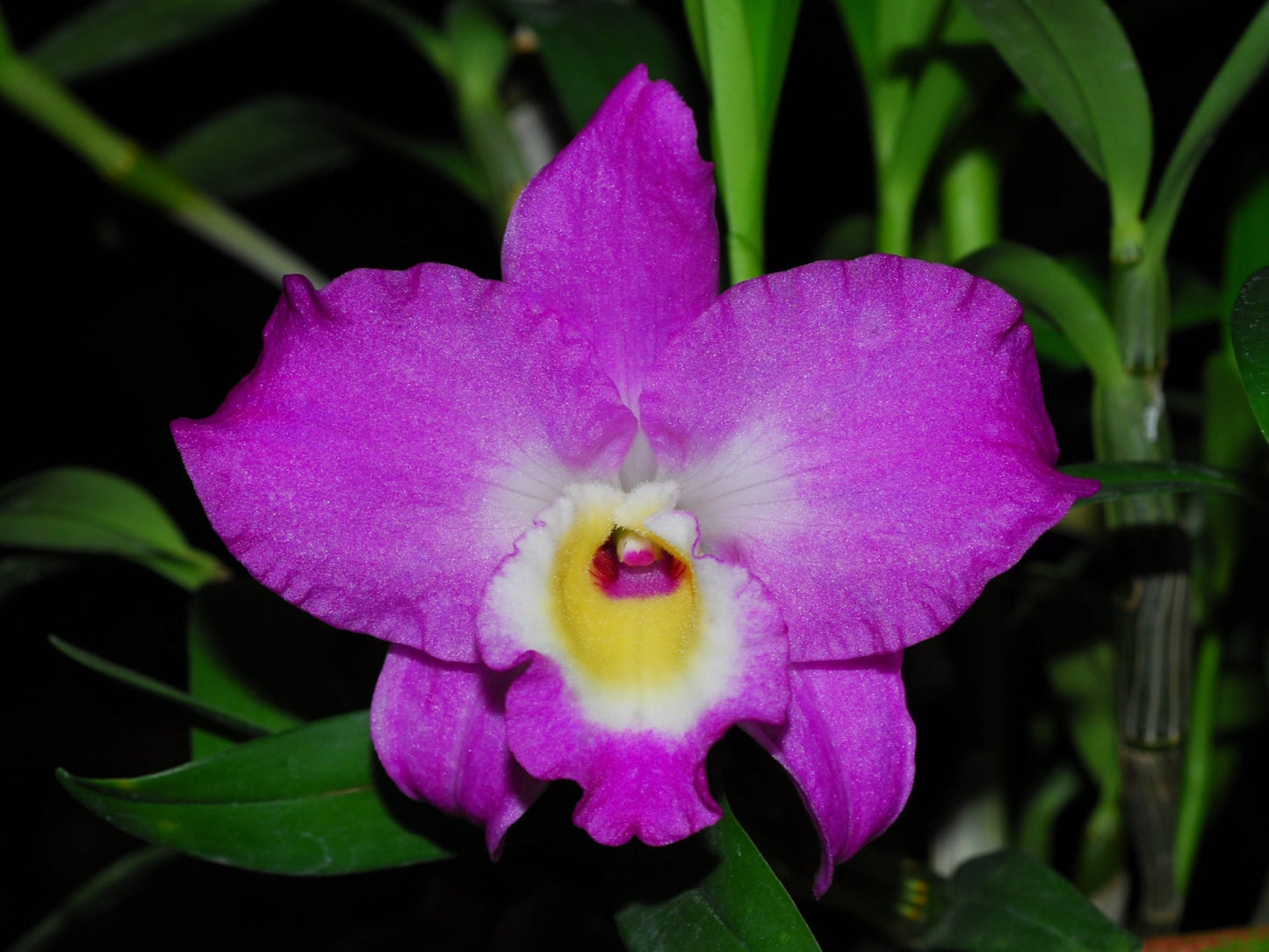 Dendrobium Lovely Virgin # 7 h00404