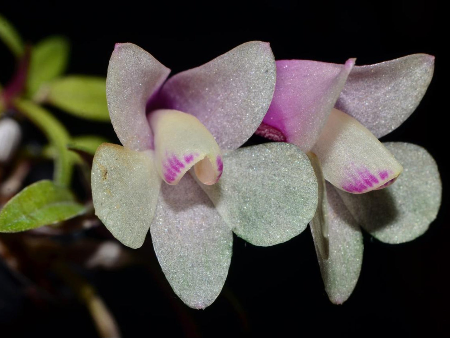 Dendrobium Pepe Portilla
