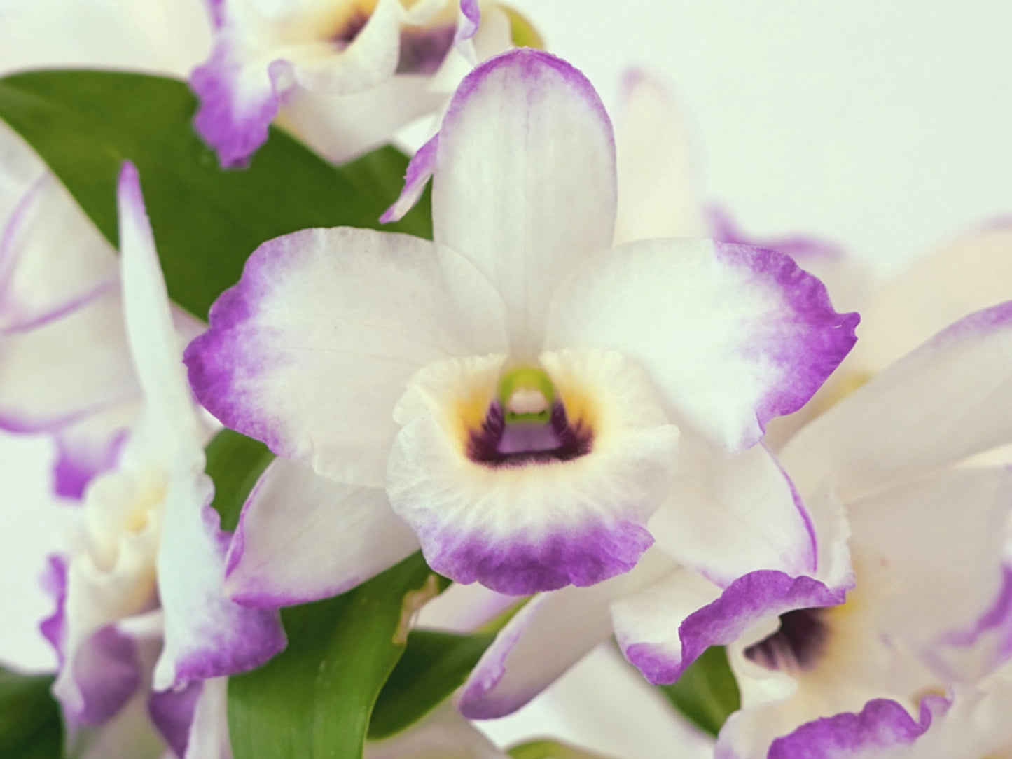 Dendrobium (Sachi x crystallinum) x Dend. nobile