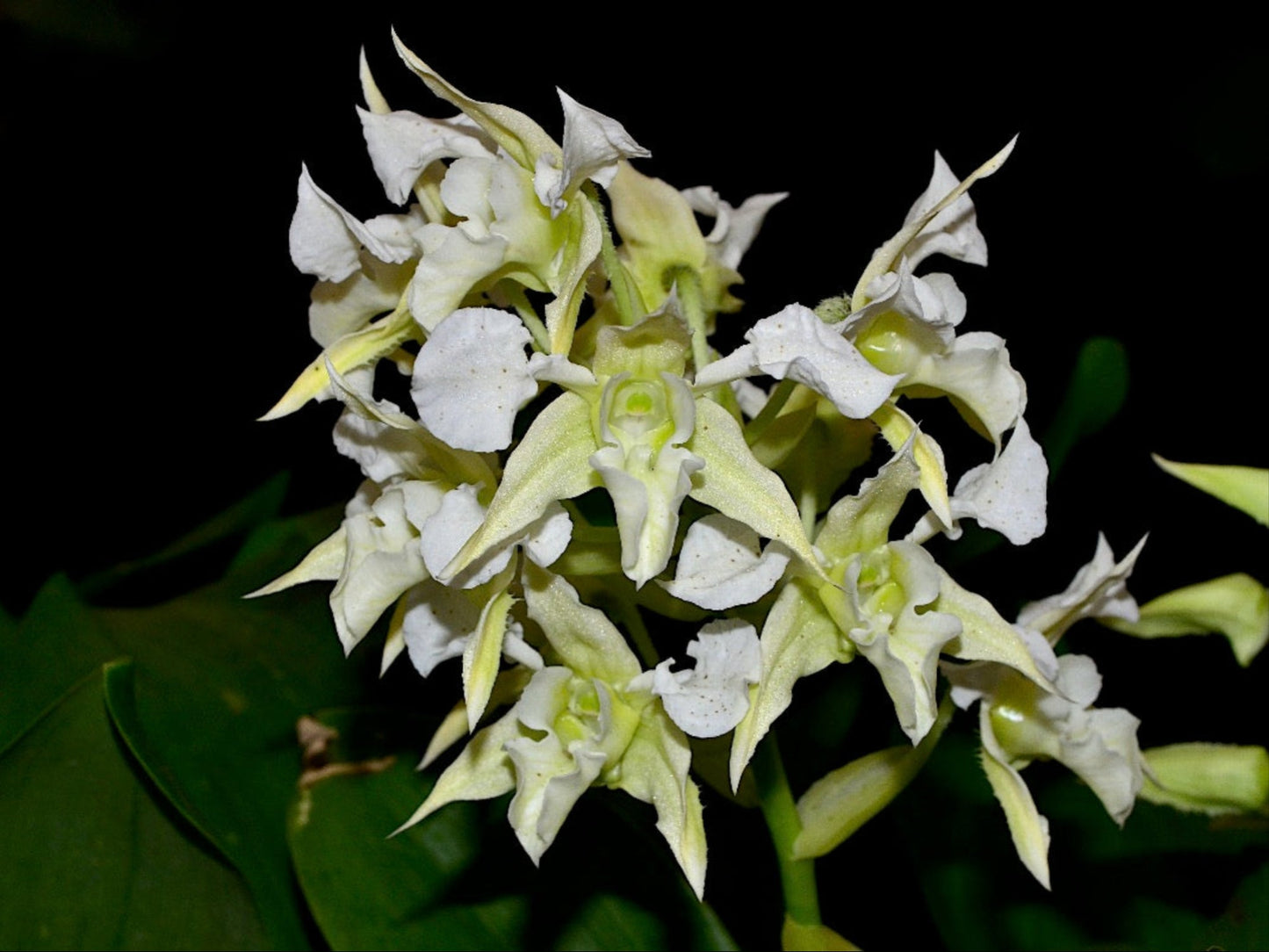 Dendrobium forbesii