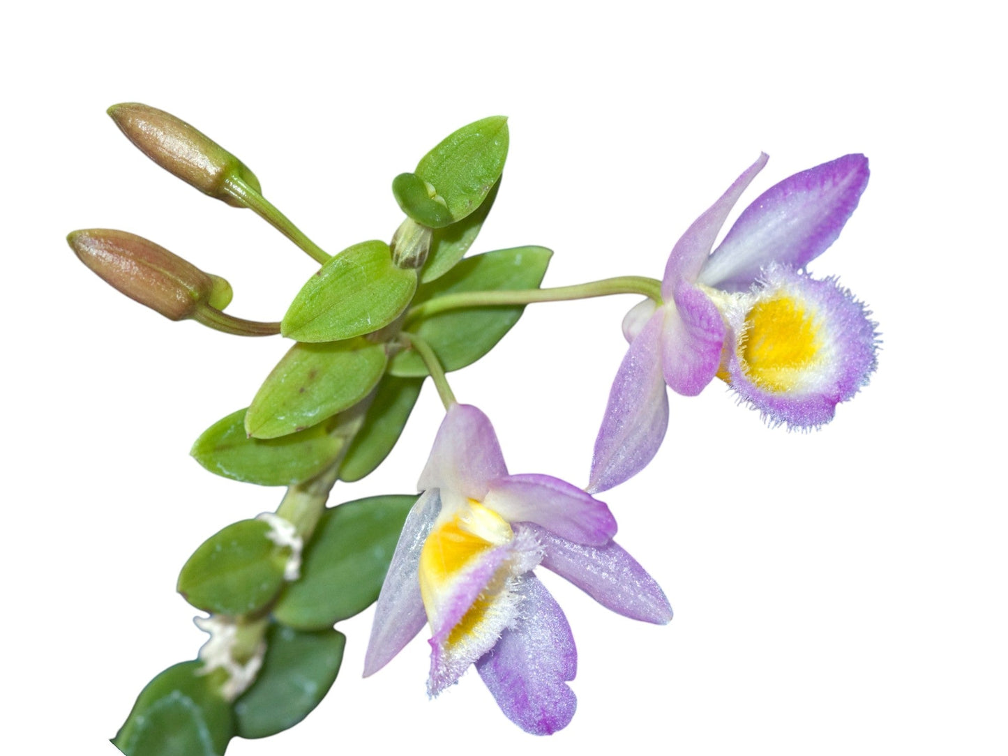 Dendrobium loddigesii