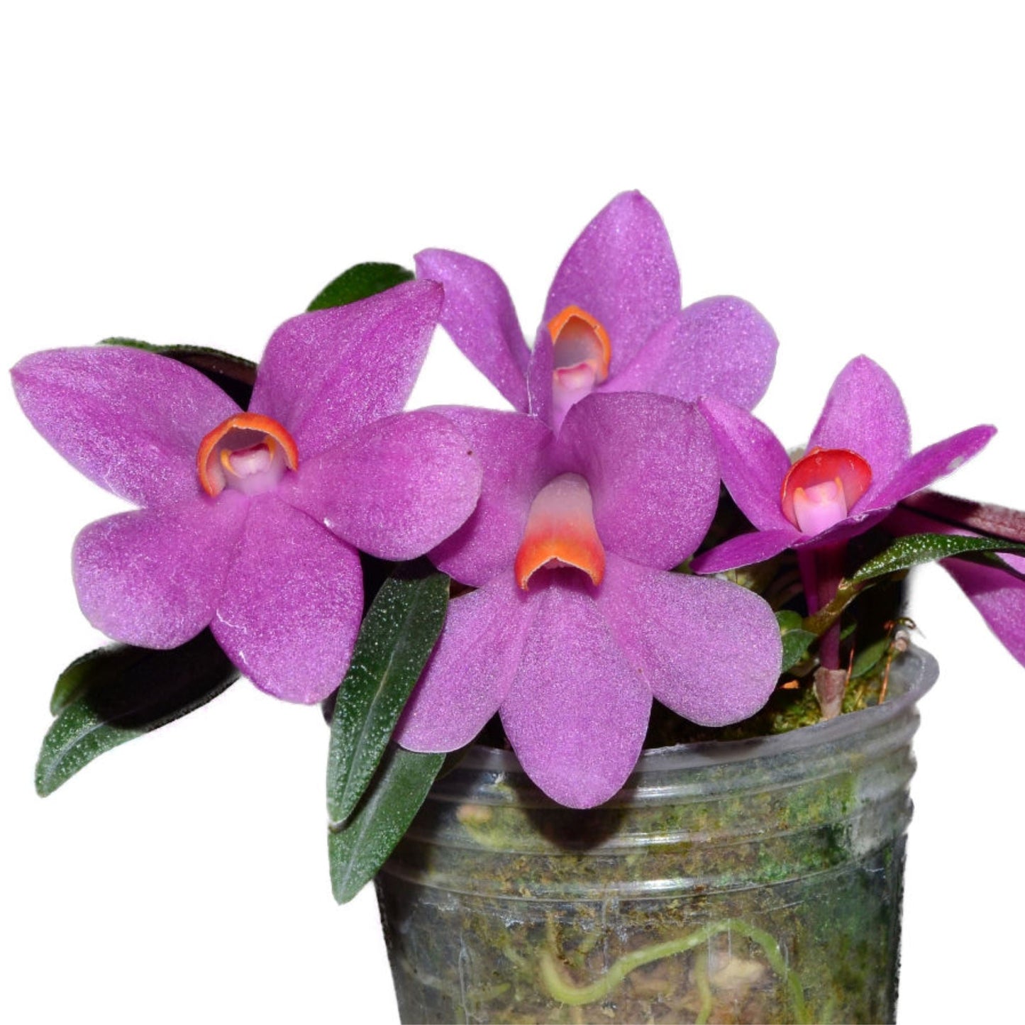 Dendrobium Butterfly Jewel f. pink