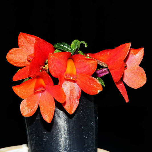 Dendrobium Swiss Mountain Palace red 'Camila'