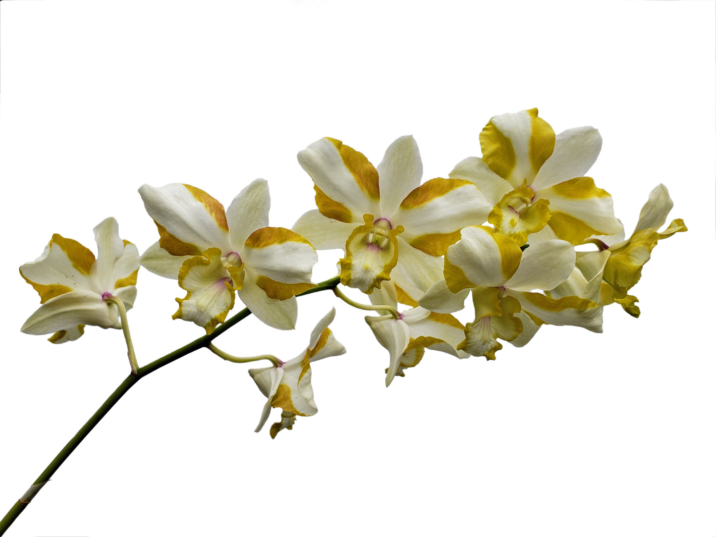 Dendrobium Anucha Flare Type Tailandia