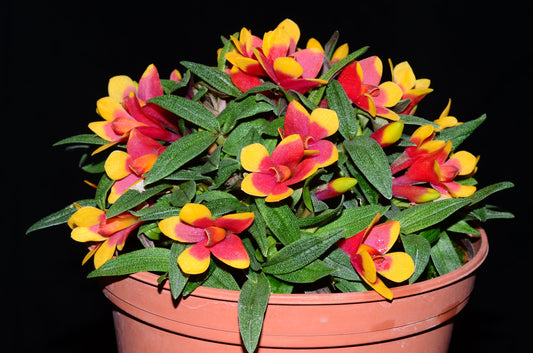 Dendrobium Aussie's Hi-Lo f. yellow red