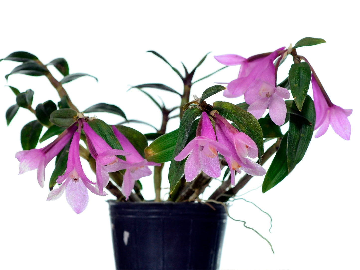 Dendrobium Gaetan Minet