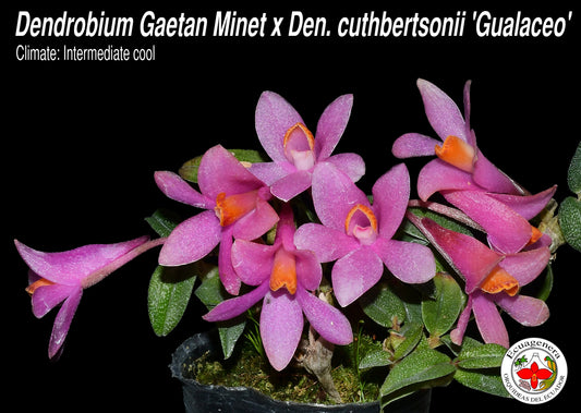 Dendrobium Ecuagenera Rainbow Gualaceo