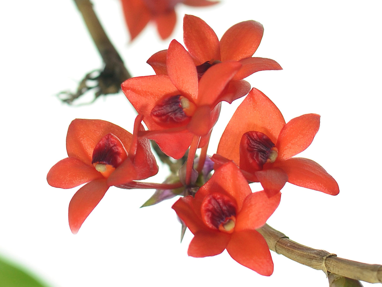 Dendrobium Gowan's Tangello