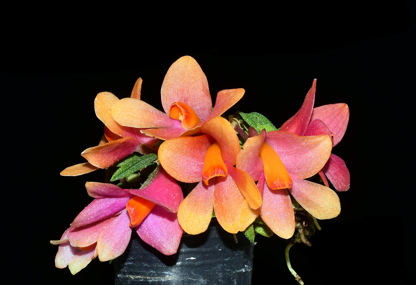 Dendrobium Swiss Mountain Palace