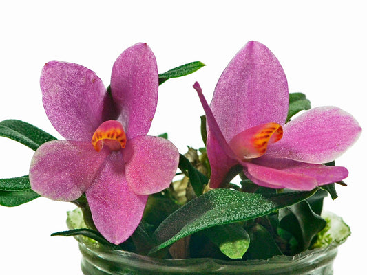 Dendrobium Nagomi f. pink