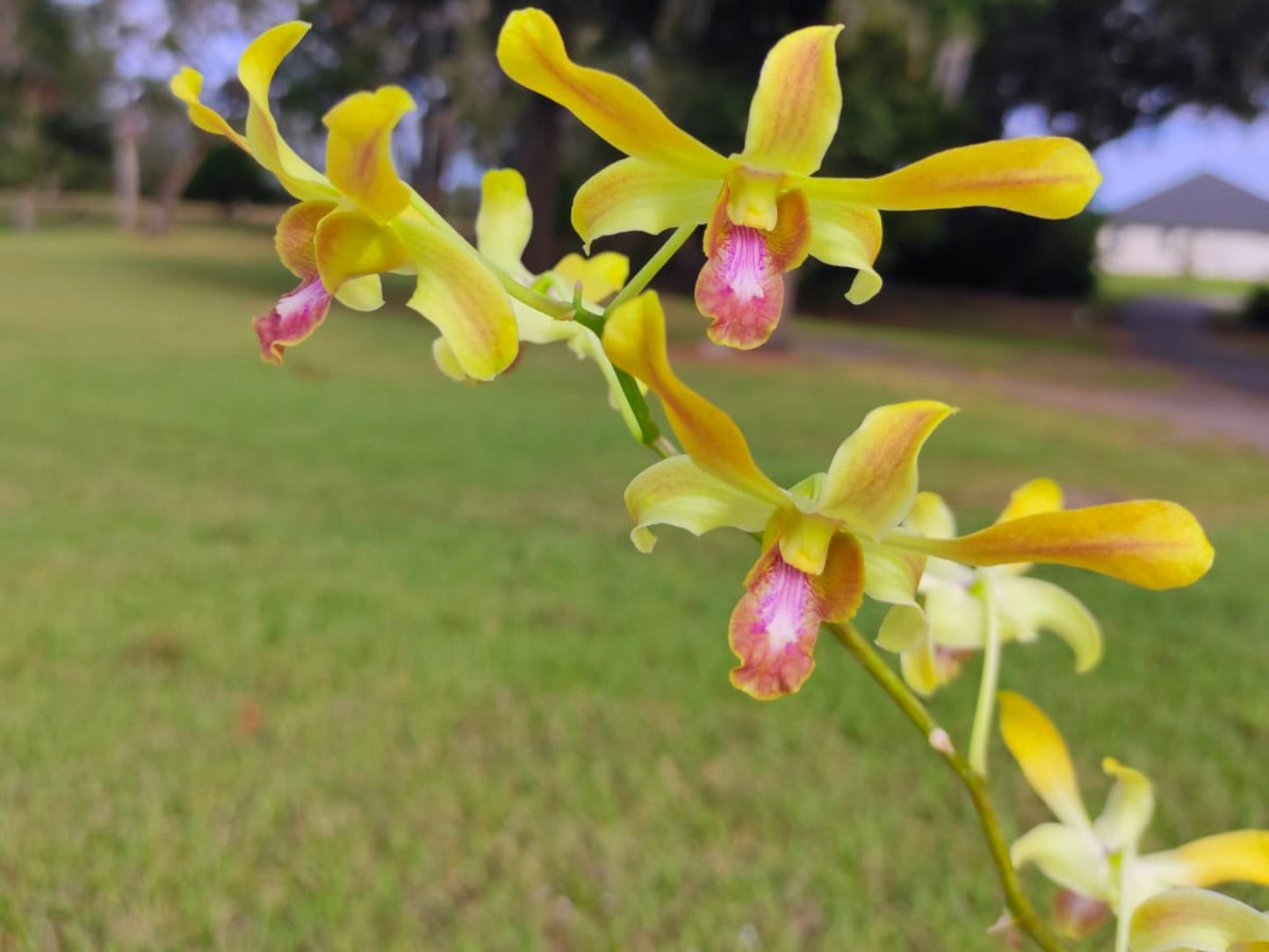 Dendrobium Boonchoo Gold 'Alex 2'