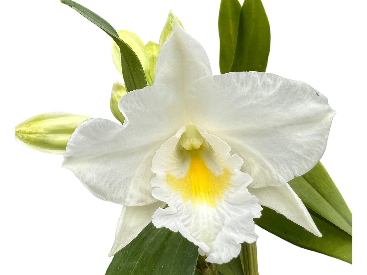 Dendrobium Formidible