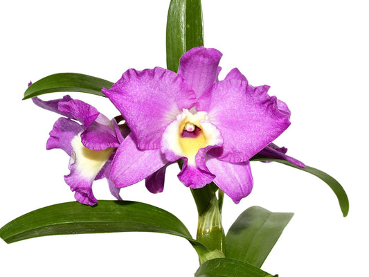 Dendrobium Lovely Virgin # 7 h00404