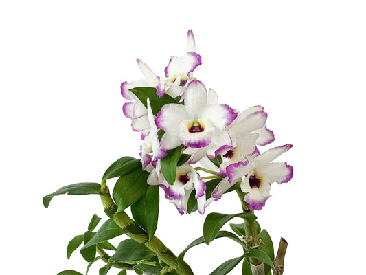 Dendrobium (Sachi x crystallinum) x Dend. nobile
