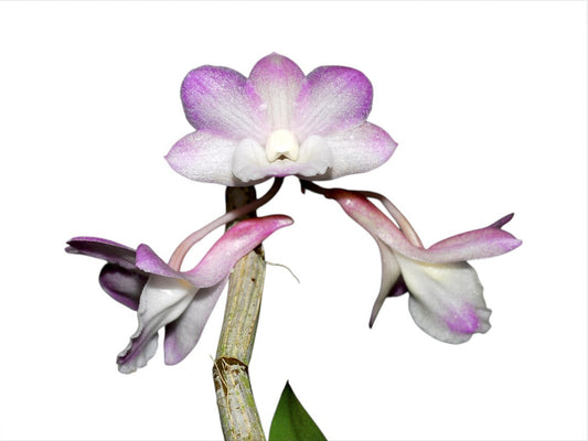 Dendrobium cumulatum