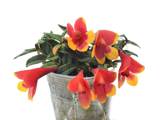 Dendrobium cuthbertsonii f. orange x f. red yellow 'Pepe'