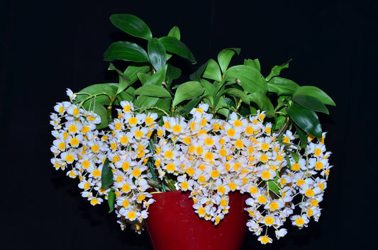 Dendrobium farmeri