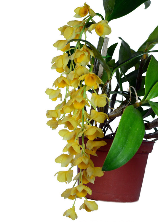 Dendrobium griffithianum