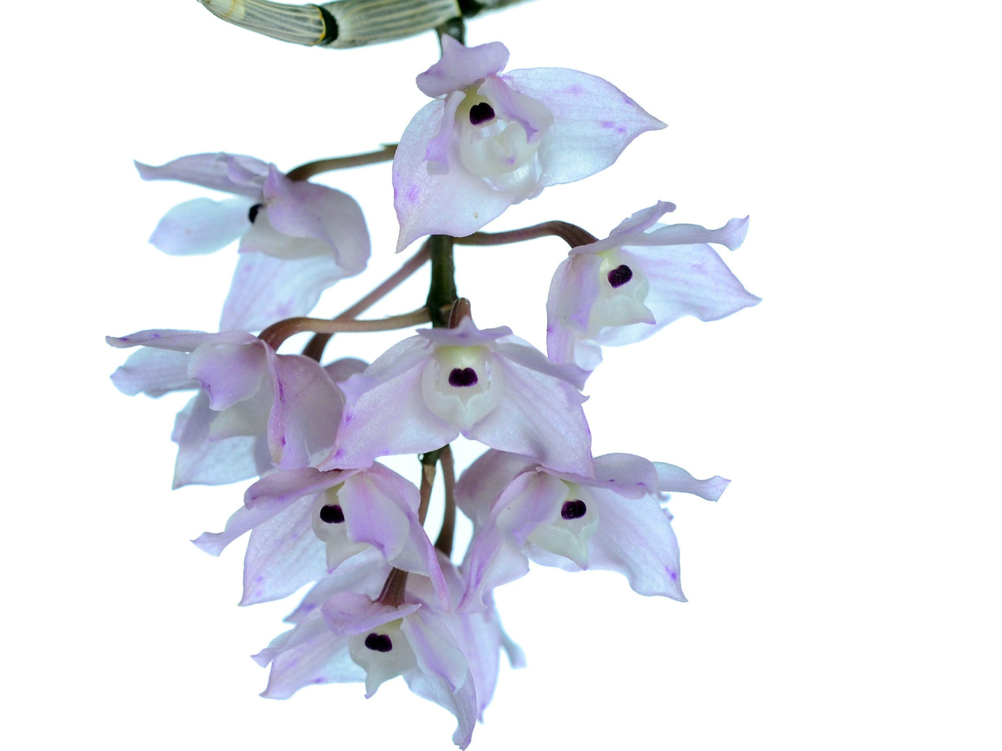 Dendrobium linguella