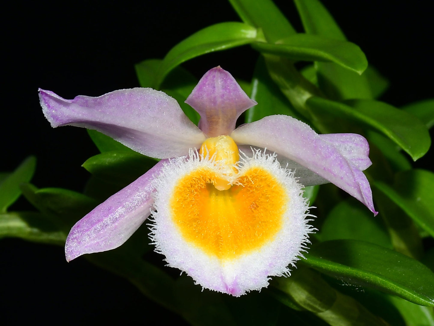Dendrobium loddigesii