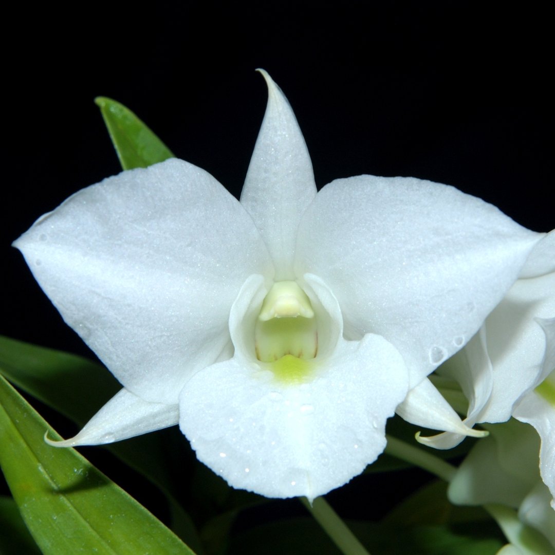 Dendrobium schuetzei