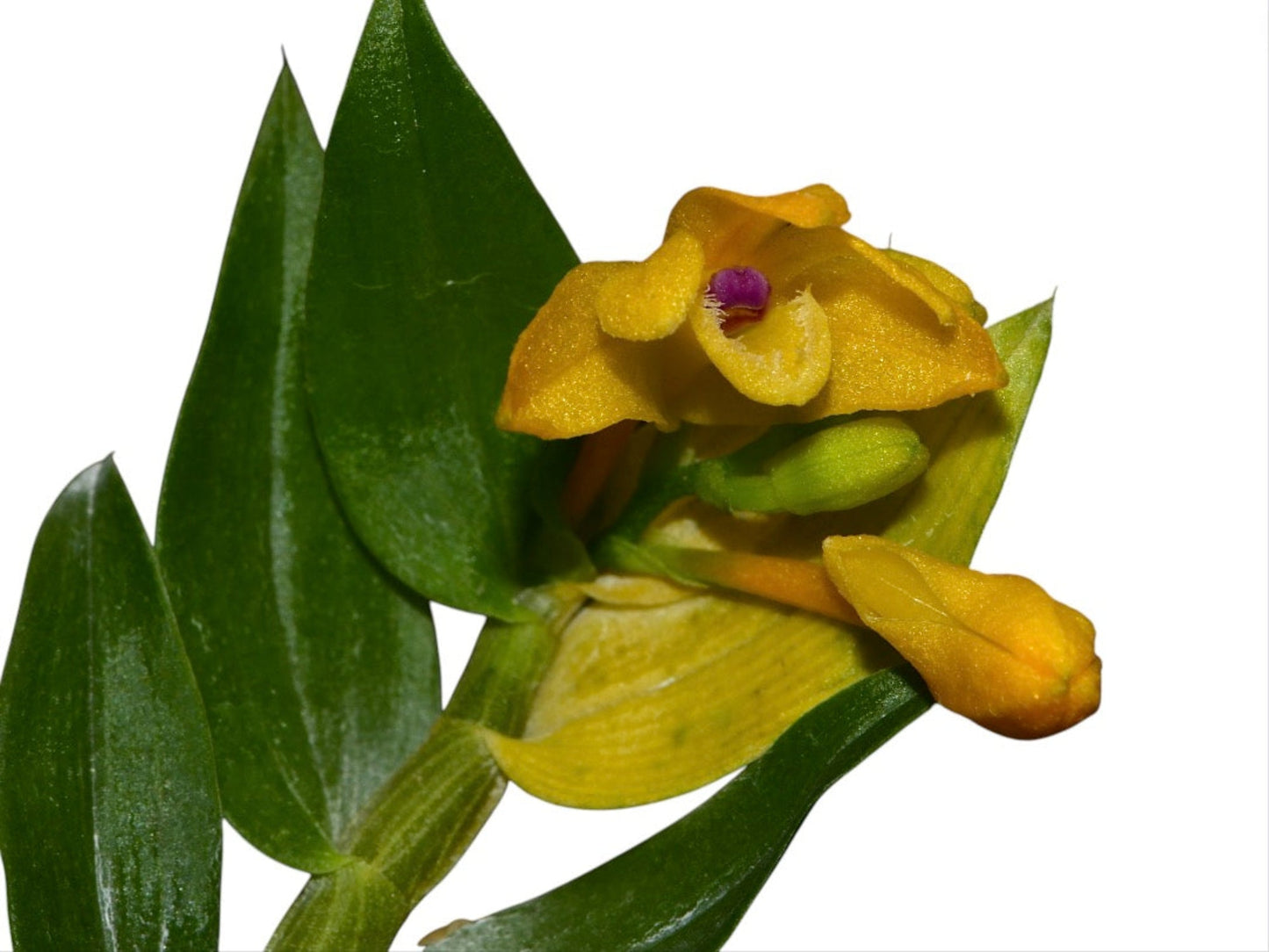 Dendrobium trichostomum purple leaf x green leaf L