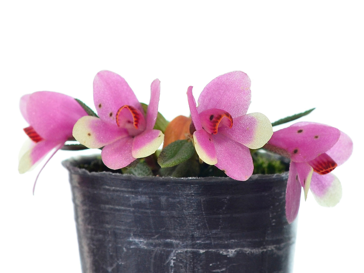 Dendrobium cuthbertsonii f. bicolor