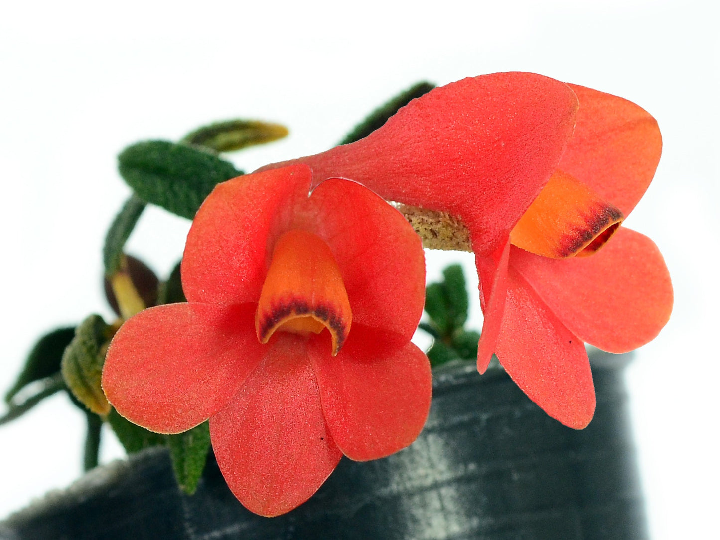 Dendrobium cuthbersonii f. orange x pink