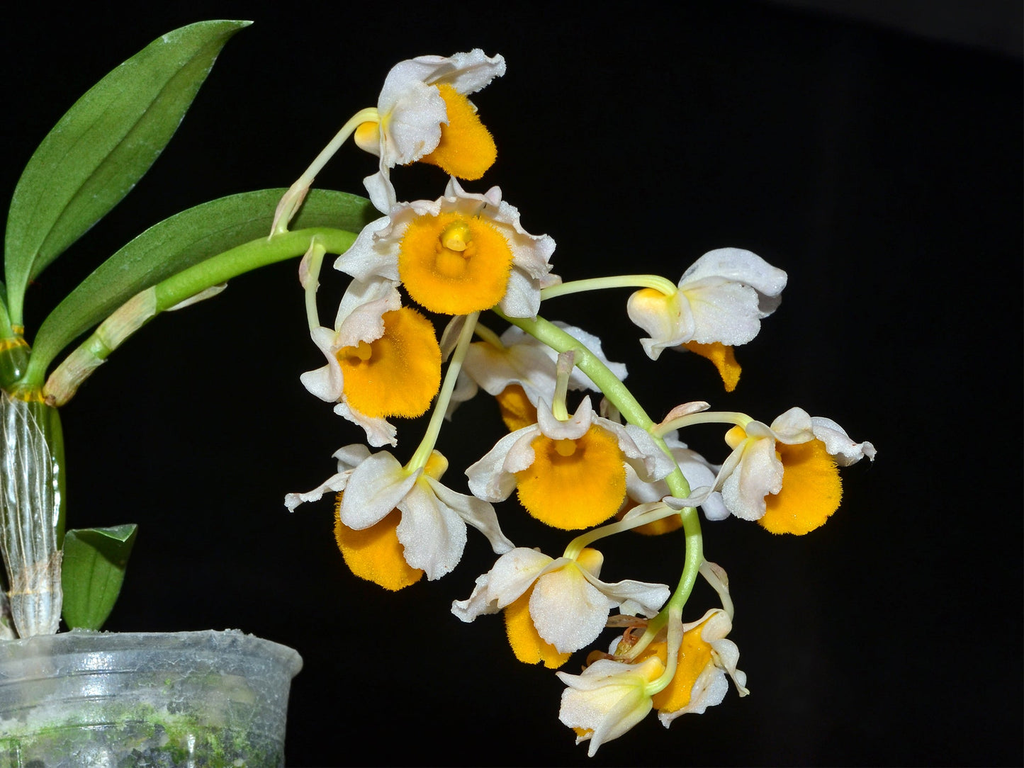 Dendrobium densiflorum var luteo alba