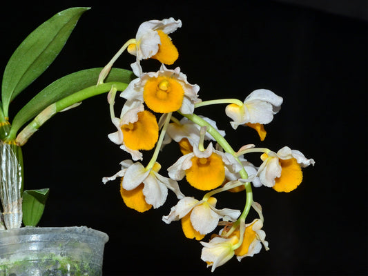 Dendrobium densiflorum var luteo alba