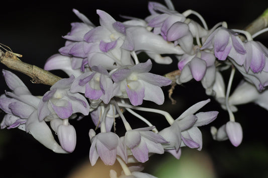 Dendrobium fairchildiae