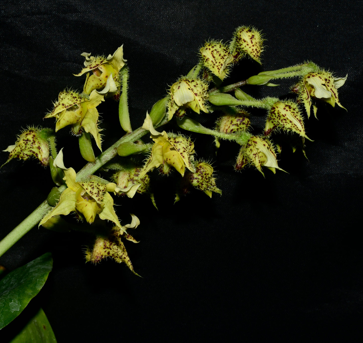 Dendrobium macrophyllum var. macrophyllum