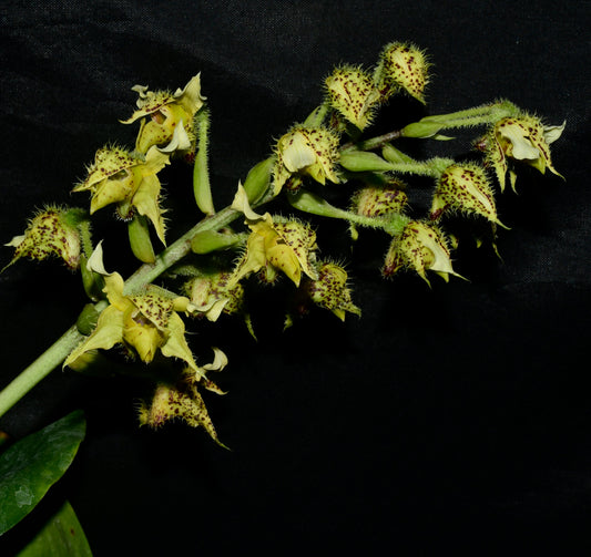 Dendrobium macrophyllum var. macrophyllum
