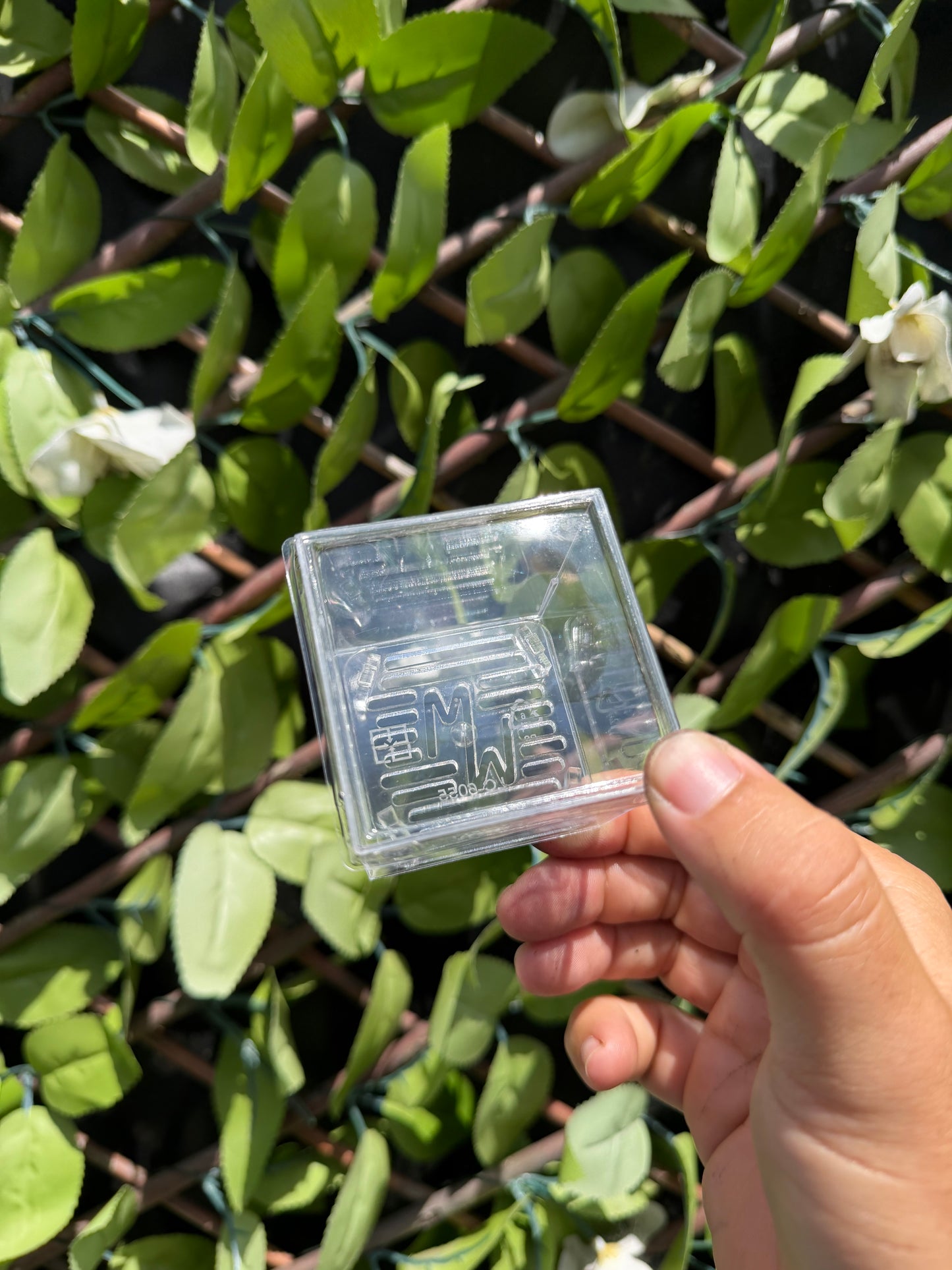 Corm Cube Propagation Case