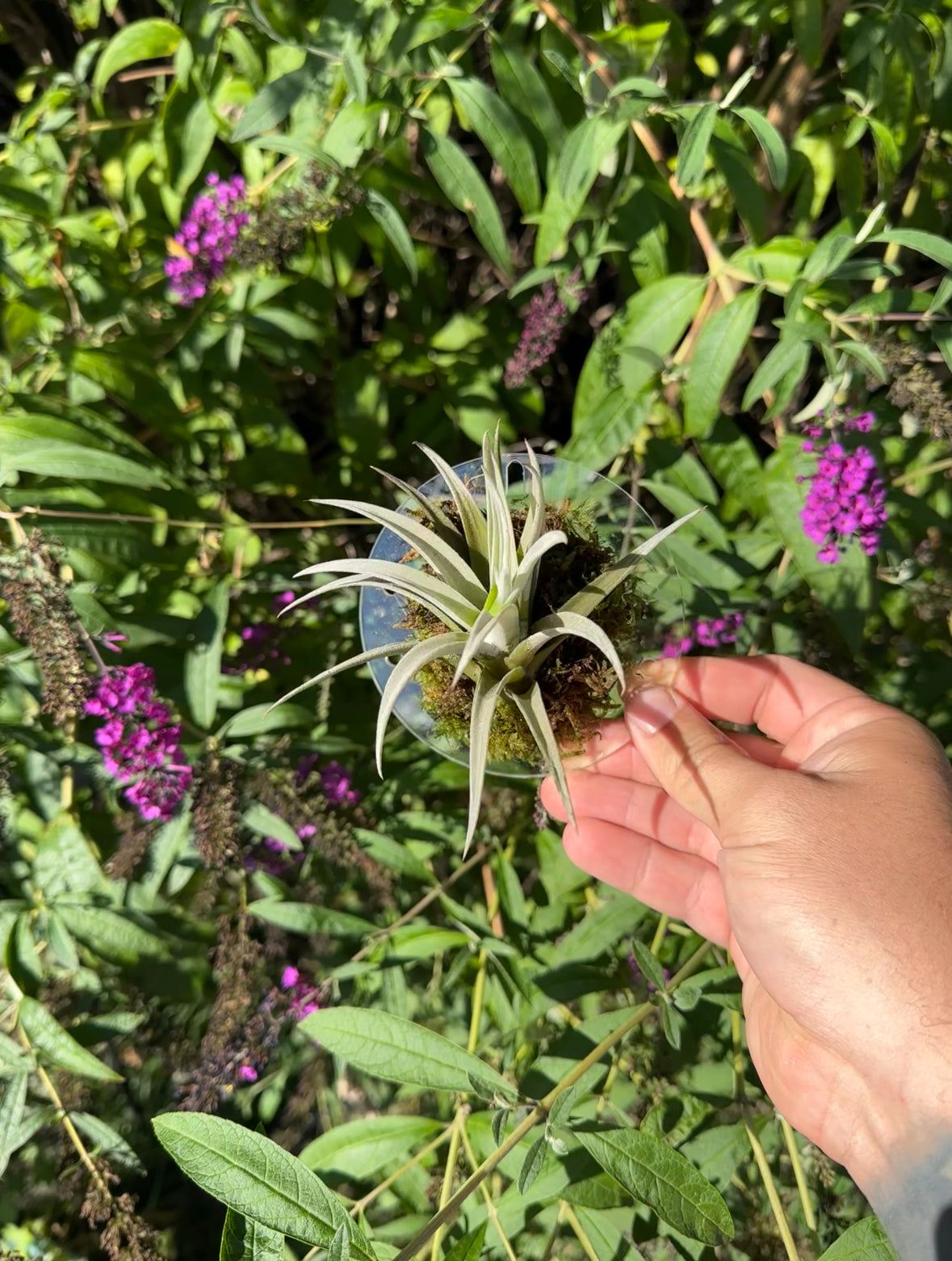 Circle Plant Mount - Maddwoods