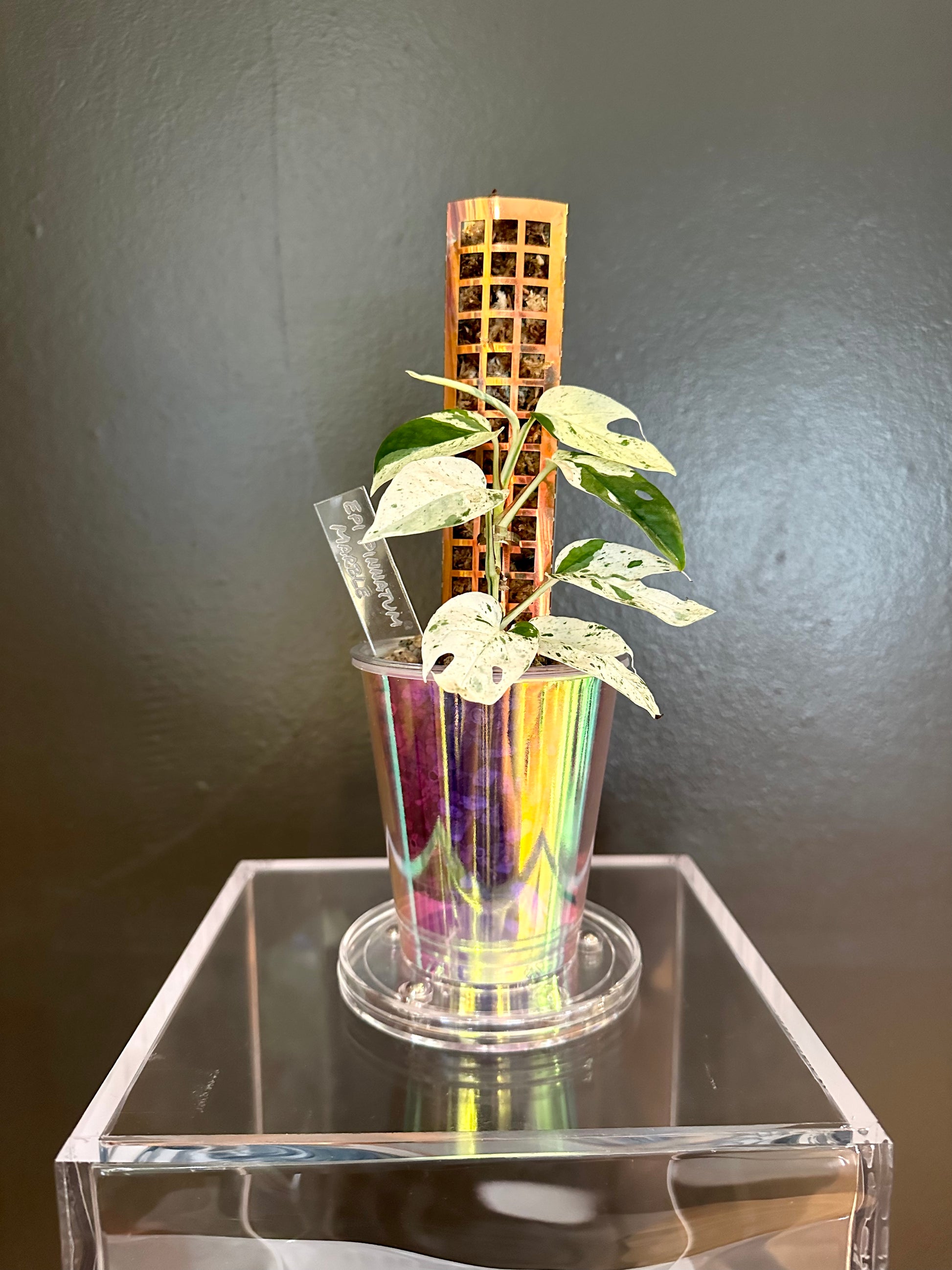 moss pole small Iridescent Small Stackable Moss Pole