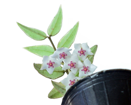 Hoya bella variegated