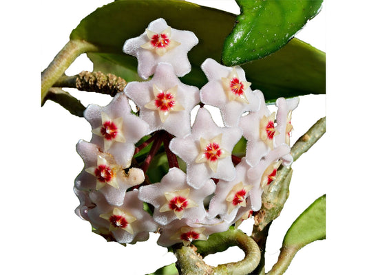 Hoya carnosa