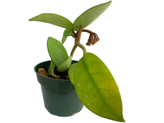 Hoya carnosa pink chart