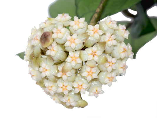 Hoya crassipetiolata