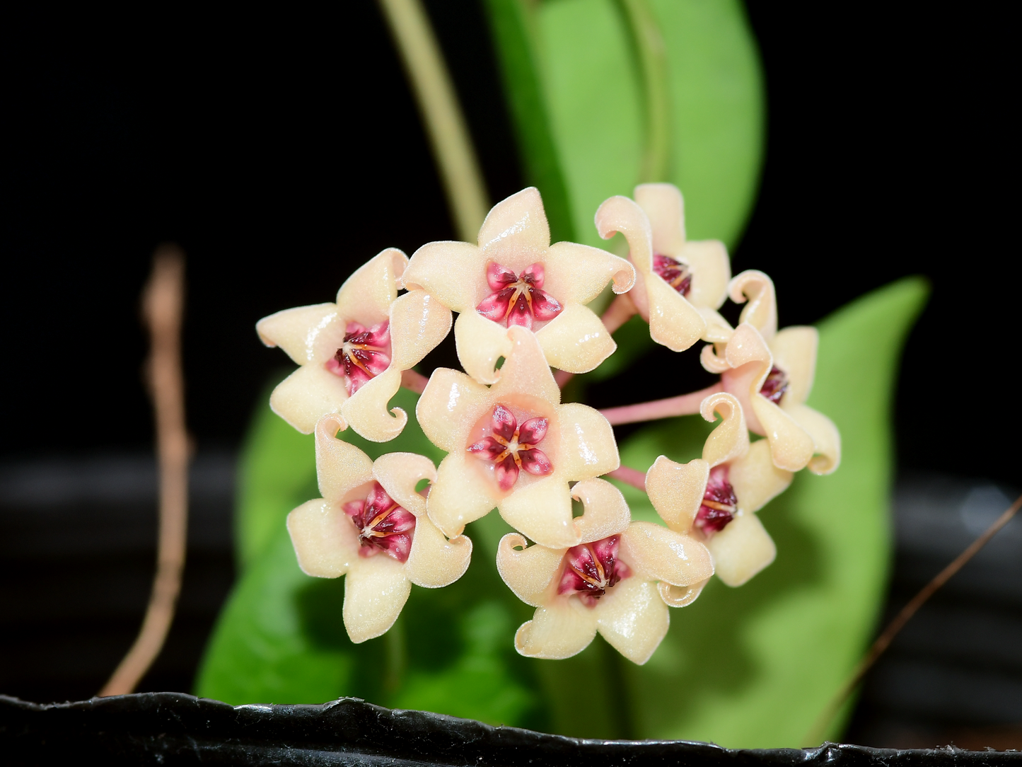 Hoya cutis porcelana