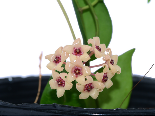 Hoya cutis porcelana