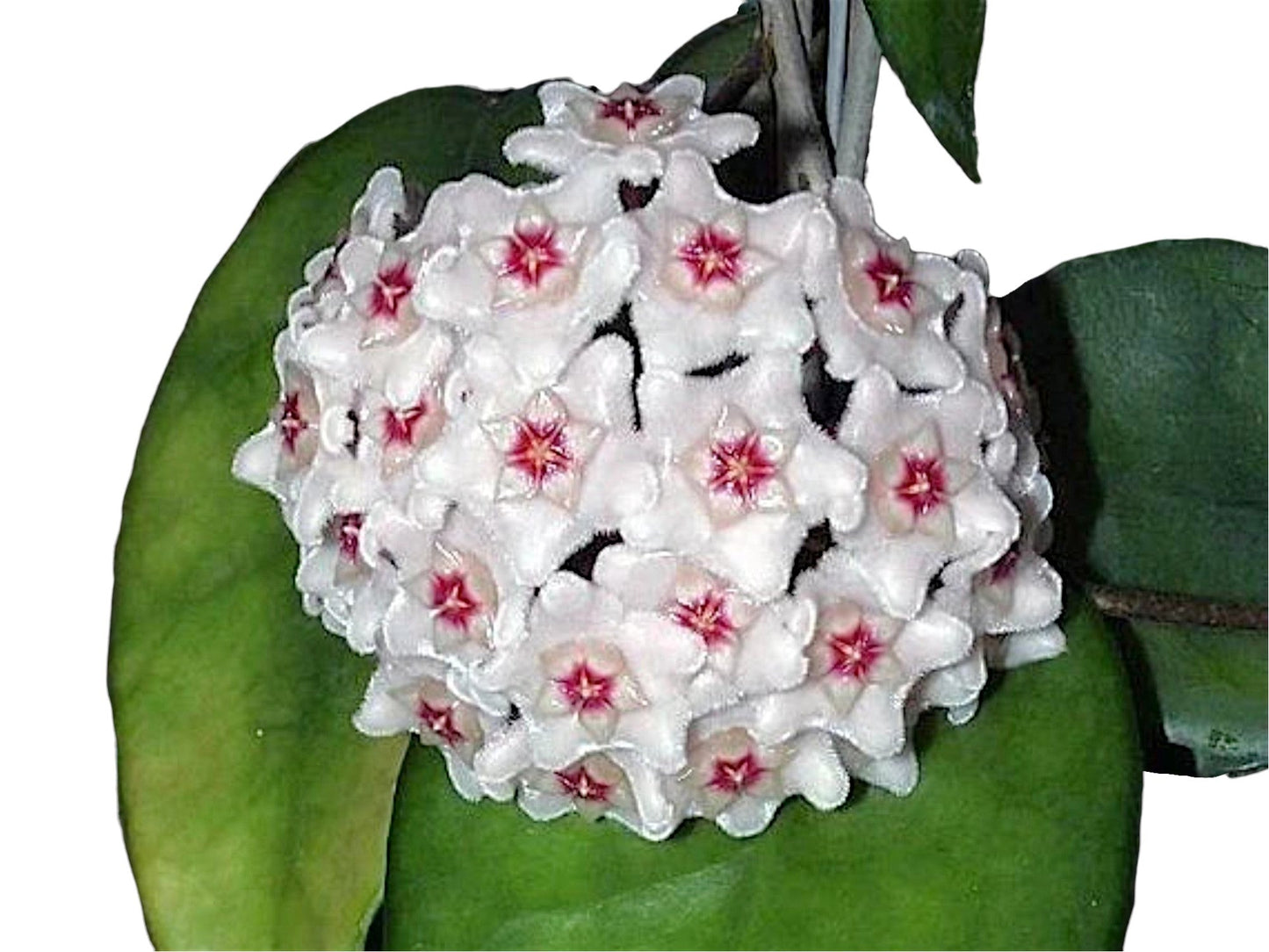 Hoya dasyantha