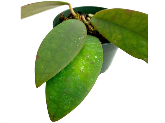 Hoya diversifolia