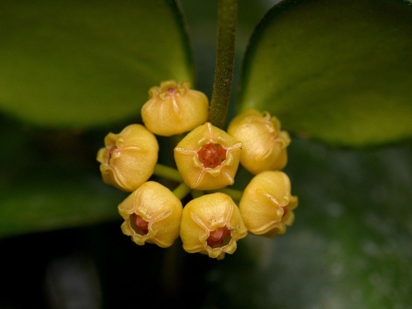 Hoya heuschkeliana yellow flowers