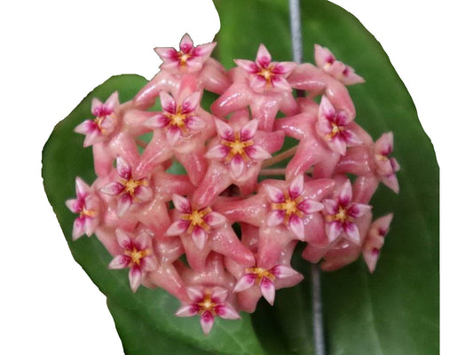 Hoya ilagiorum