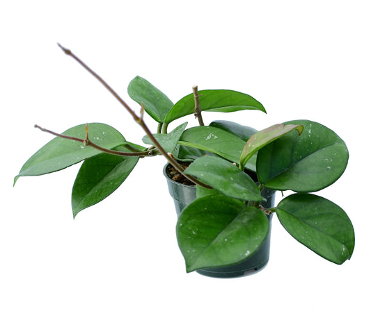 Hoya carnosa 'freckles'