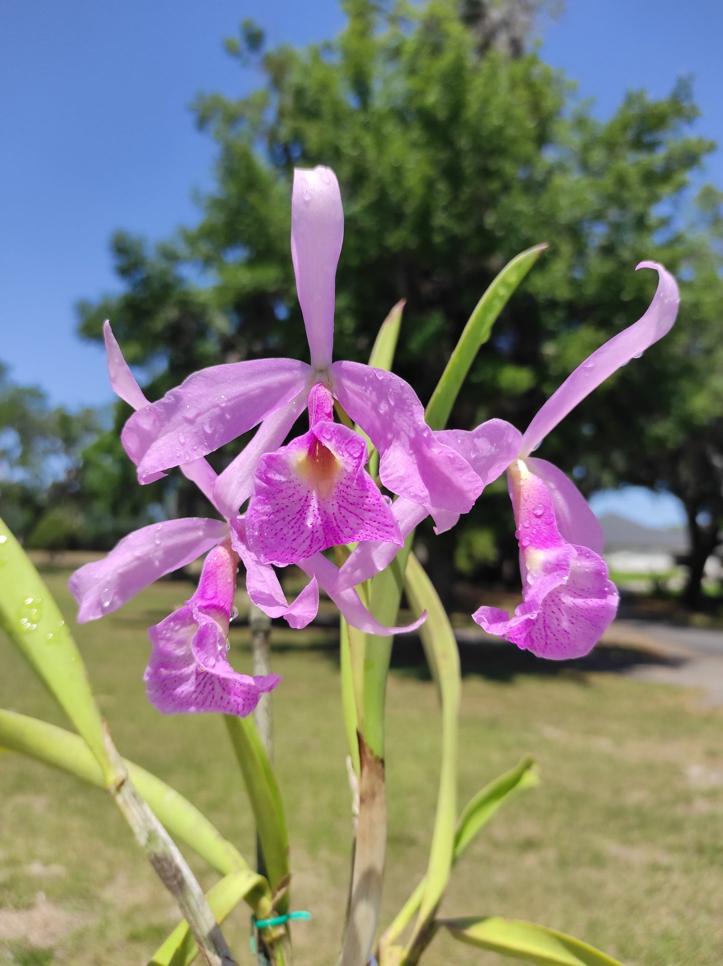 Brassocattleya Martina