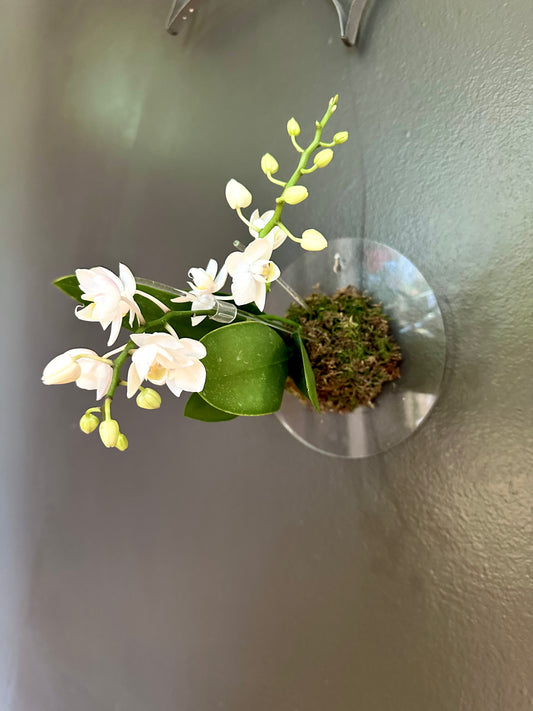 Circle Thick Edge Plant Mount - Maddwoods